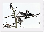 Merimetso2 Great Cormorant * 2347 x 1658 * (1.81MB)